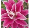 Лилия Свит Рози (Sweet Rosy). Махровая.